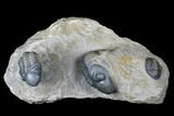 Dalejeproetus & Two Reedops Trilobite Association #174904-1